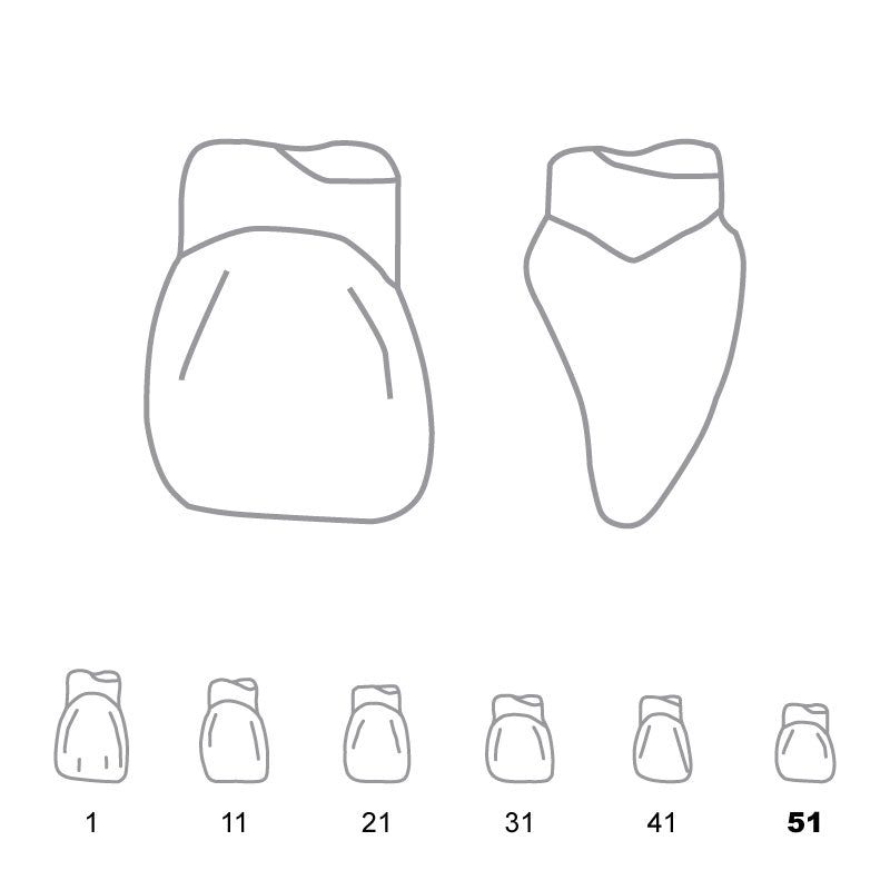 Odus Pella Transparent Crown Forms Centrals 51