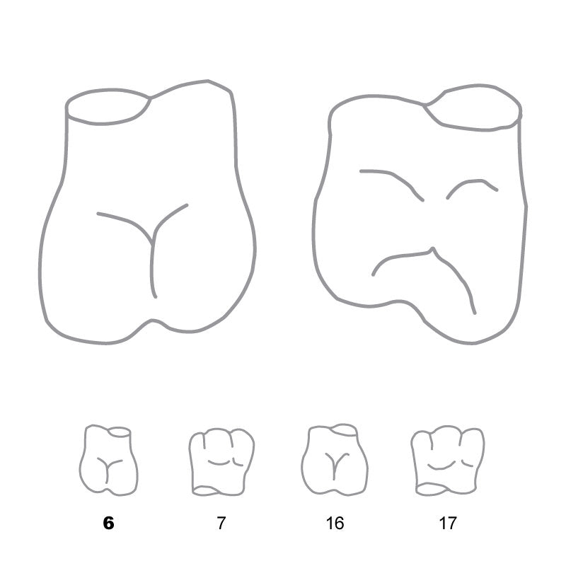 Crown Forms Molar Right 6