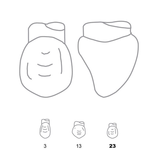 Odus Pella Transparent Crown Forms Canines 23