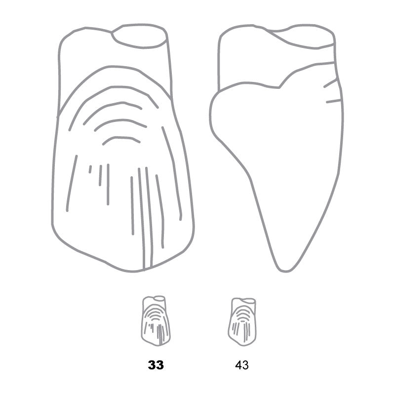 Odus Pella Transparent Crown Forms Extra Large Canines 33