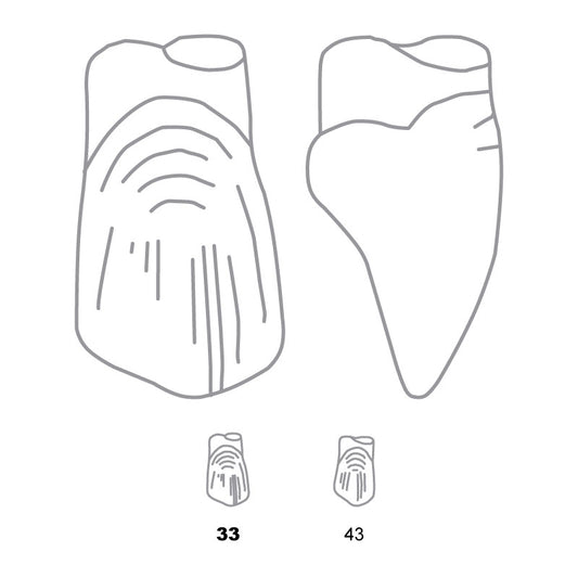 Odus Pella Transparent Crown Forms Extra Large Canines 33